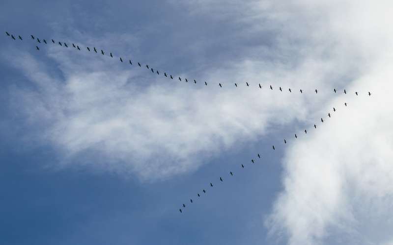 wild-geese-3797515_1280.jpg