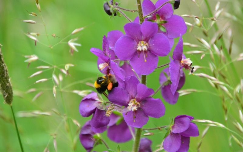 beeaware, krajinski-park-goričko