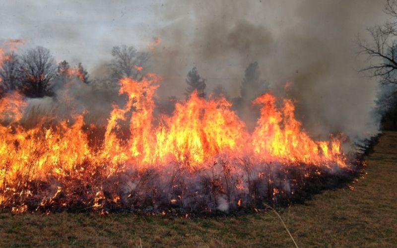1489765842_pozar_v_naravi.jpg