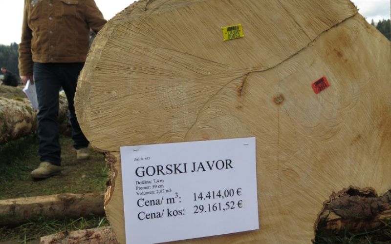 1583001339_drazba_javor.jpeg