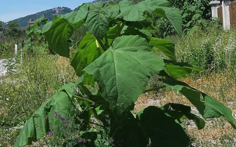1545055773_em_invazivke_2.jpg