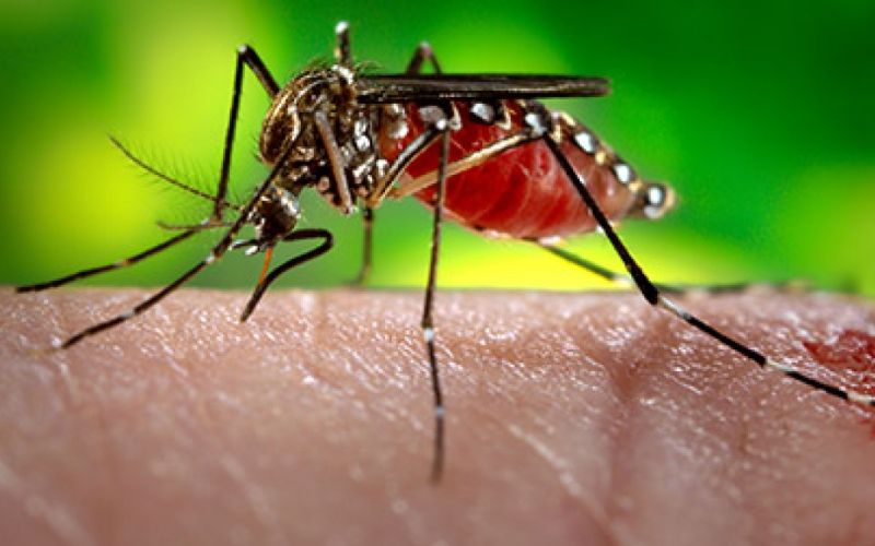 1463573623_zika-virus.jpg