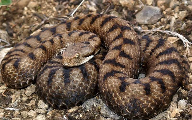 1688994038_vipera_aspis_lothringen_062.jpg