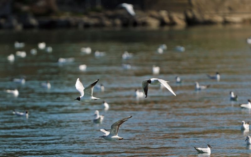 1593243803_cg_ptice_drava_natura_2000.jpg