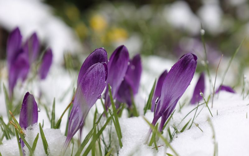 purple-crocuses-7856702.jpg