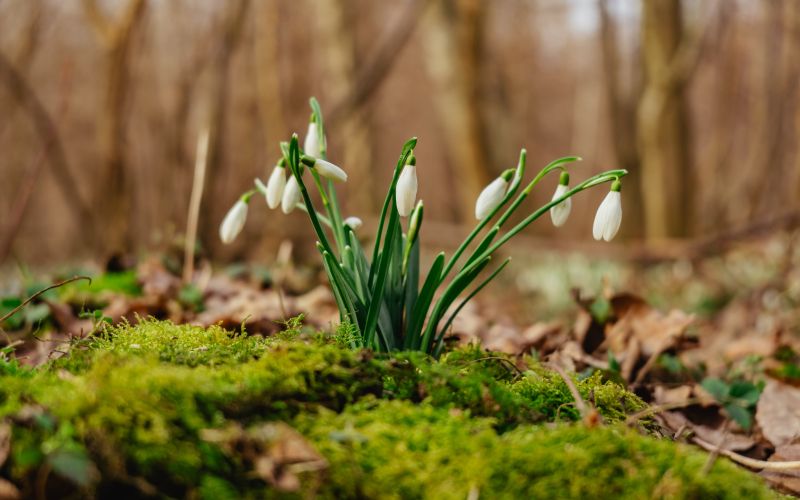 simbolična, zvončki, zvonček, roža, rastlina, narava, gozd, pomlad