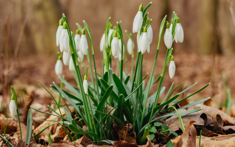 simbolična, zvončki, zvonček, roža, rastlina, narava, gozd, pomlad