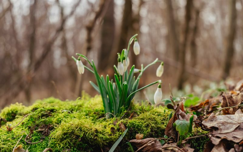 simbolična, zvončki, zvonček, roža, rastlina, narava, gozd, pomlad