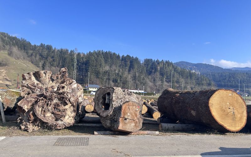 licitacija lesa.jpeg