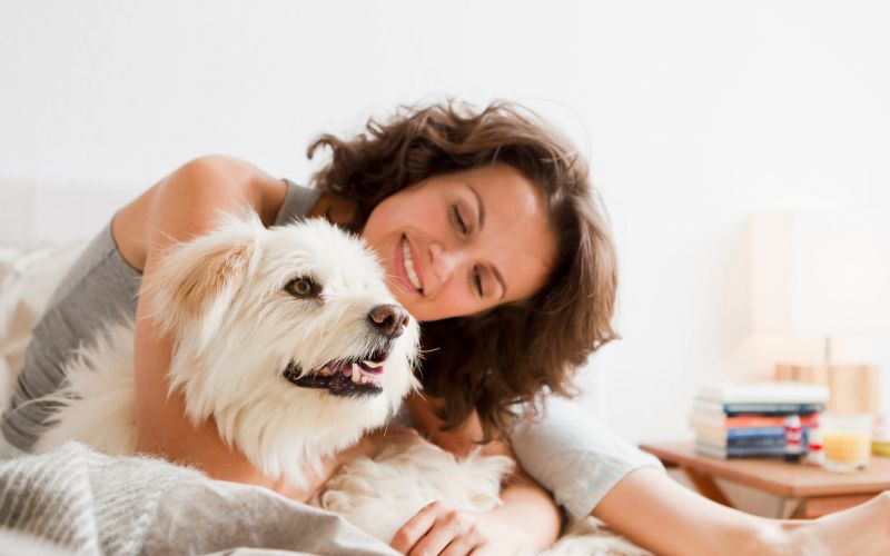 pes, hišni ljubljenčki