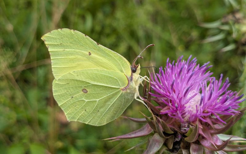 metulji1_citroncek foto barbara zaksek.jpg