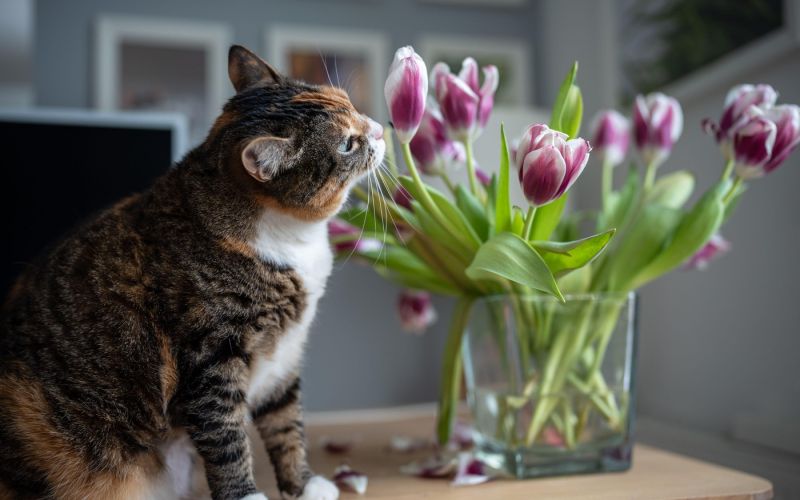 pes, mačka, sobne-rastline