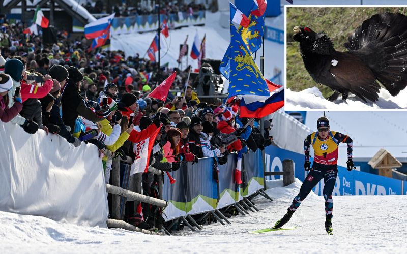 pokljuka divji petelin.jpg