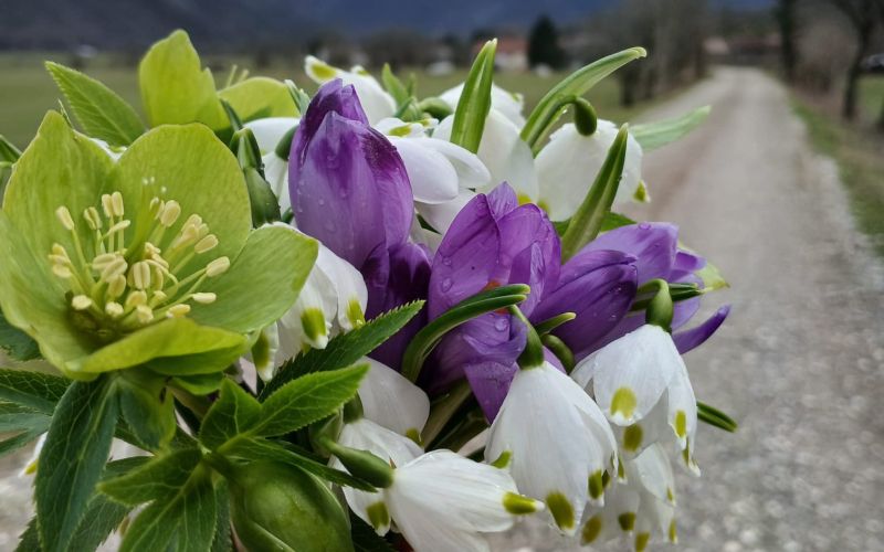 šopek 8a9d8fed-f1e3-4f94-ac32-7a4414357938.JPG