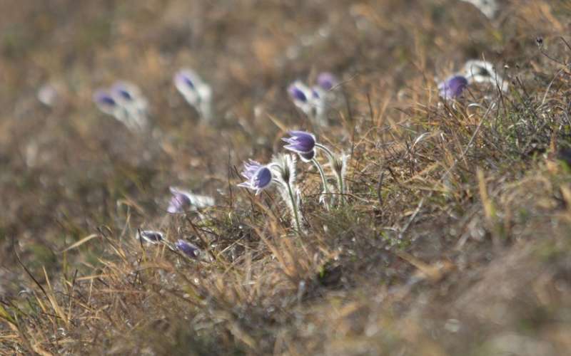 Sentjur_Tour_velikonocnica_Boletina_Ponikva_rastisce_Pulsatilla_Grandis_narava_os_6_b.jpg