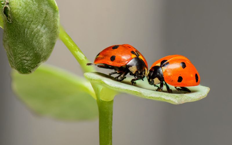 pikapolonica-ladybugs-1593406.jpg