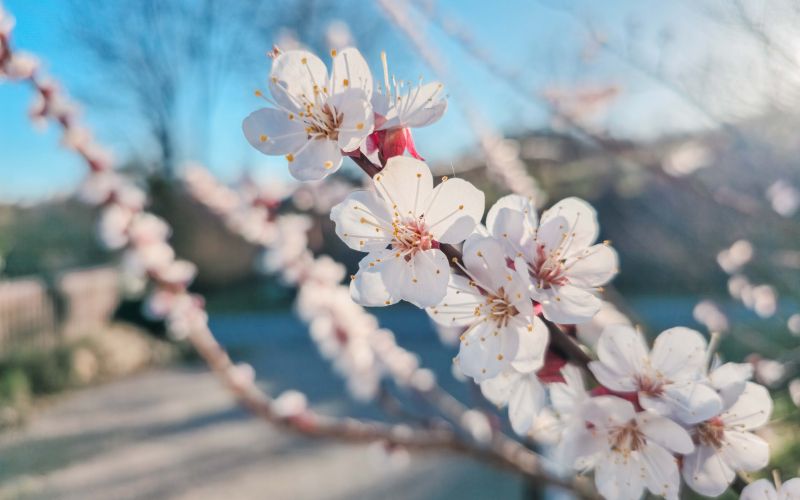 simbolična, pomlad, češnja, roža, cvet, cvetenje