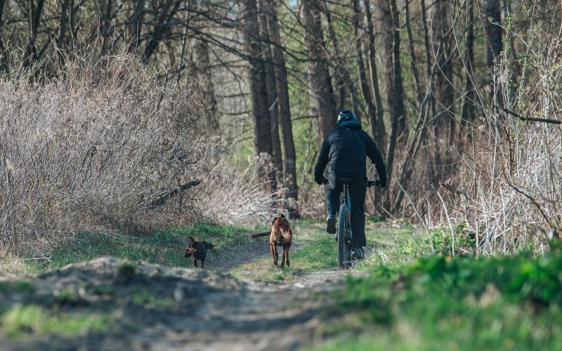 simbolična, pes, psi, hišni-ljubljenčki, kolesar, kolesarjenje, narava, rekreacija