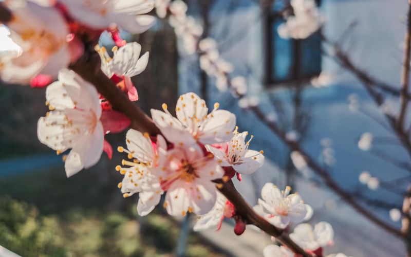 simbolična, pomlad, češnja, roža, cvet, cvetenje