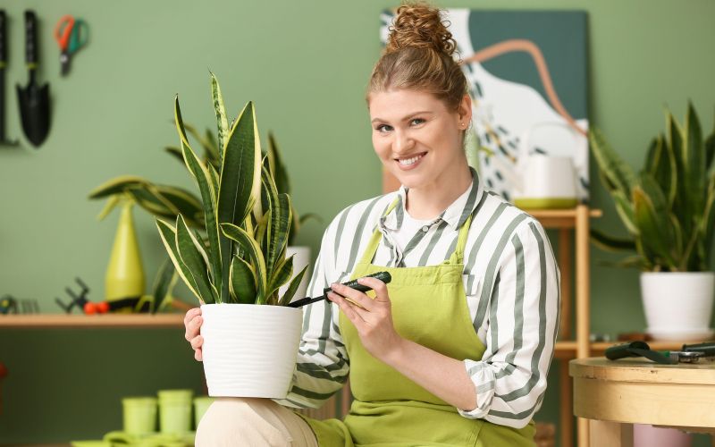 sobne rastline, taščin jezik