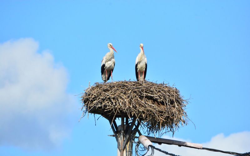štorklje, bele-štorklje, štorklja, štrk