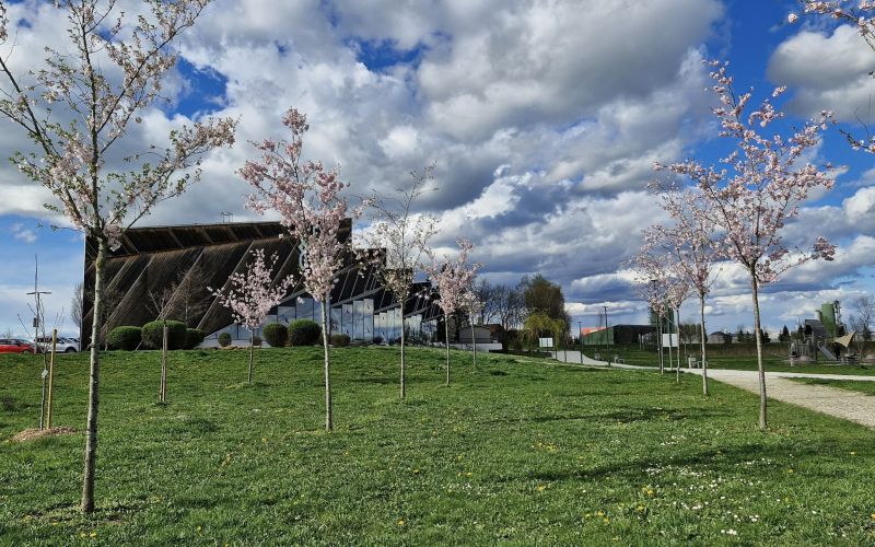 sobosko-jezero, japonske-cesnje, sakure, pomlad