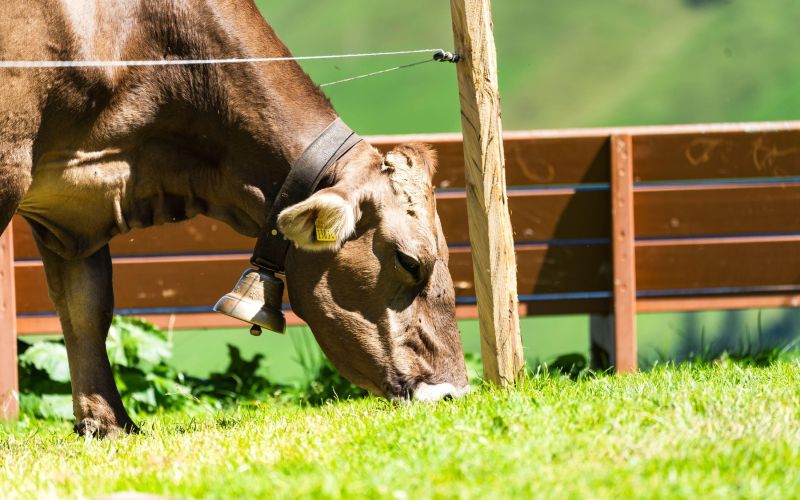 Pašnik, kmetija, krava