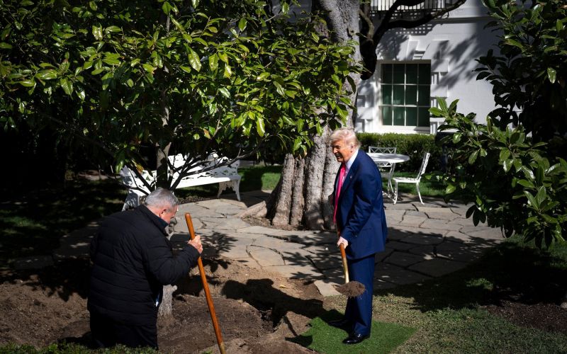 donald trump, drevo