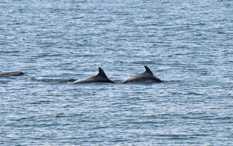 delfin