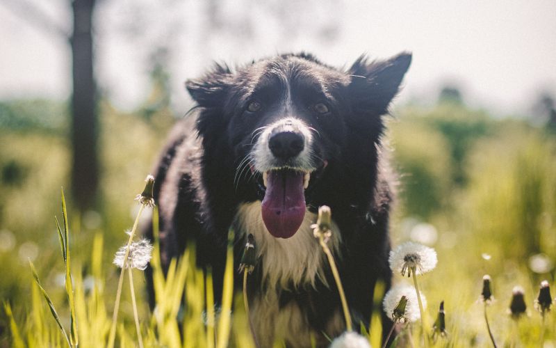simbolična, pokončna, pes, psi, žival