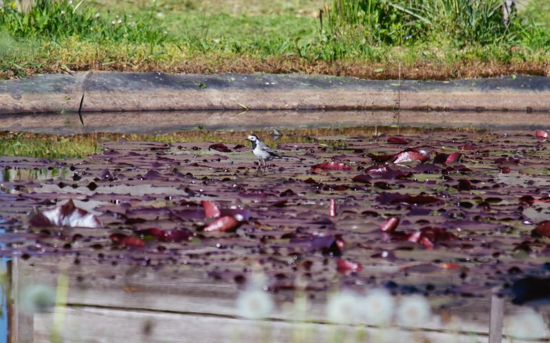 simbolična, ribnik, mlaka, ptič, ptica, voda, lokvanj