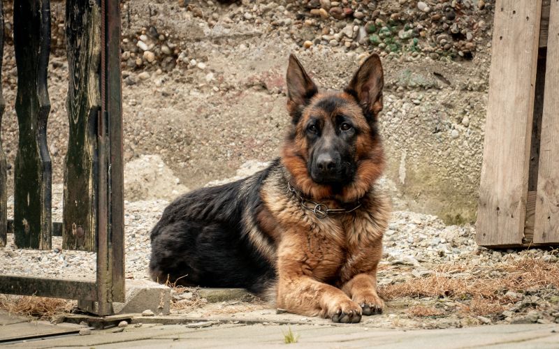 simbolična, pes, psi, nemški-ovčar