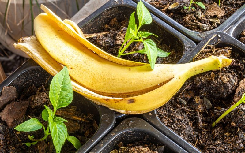 banana, bananin olupek, gnojilo, rastline