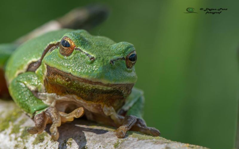 žabe Dejan Part.jpg