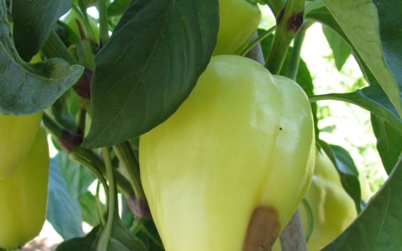 paprika