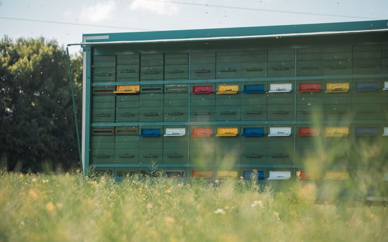 simbolična, panj, čebele, čebela, pomlad, čebelnjak