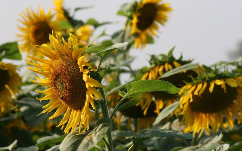 sunflower-5194553_1280.jpg