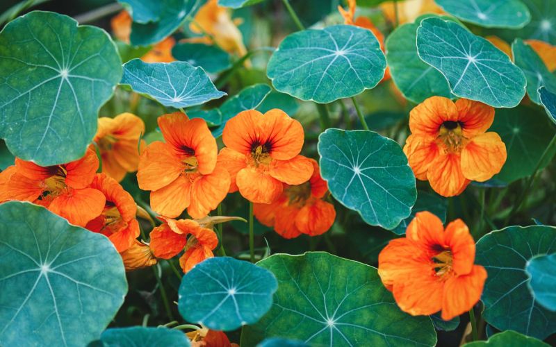 janin vrt shutterstock_2194514817.jpg