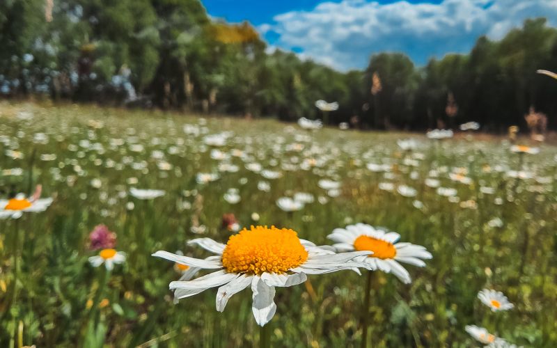 simbolična, travnik, marjetice, marjetica, rože, cvet, cvetovi