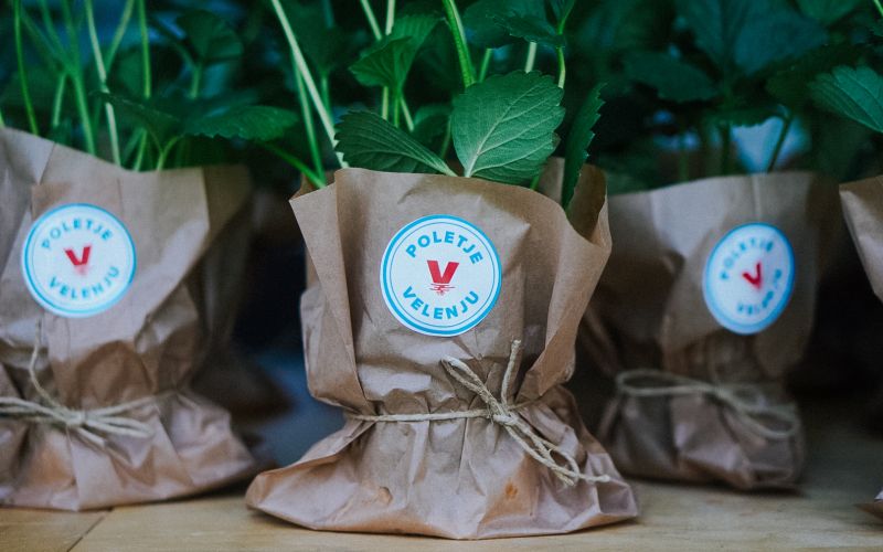 poletje v velenju 2538_1.jpg