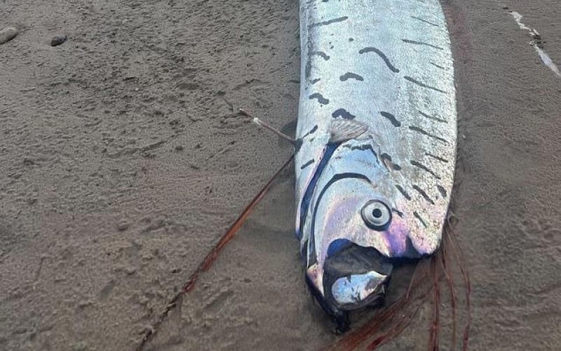 oarfish.jpeg