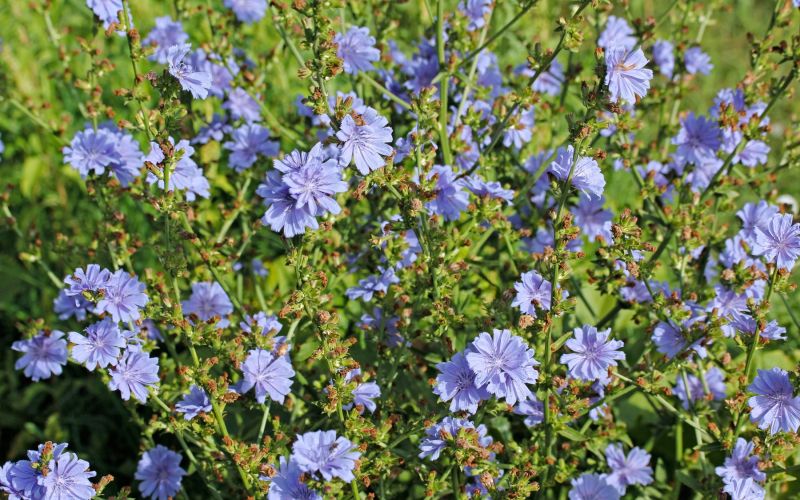 Navadni potrošnik, Cichorium intybus.jpg
