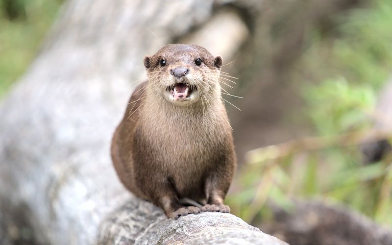 portrait-otter-tree-trunk.jpg