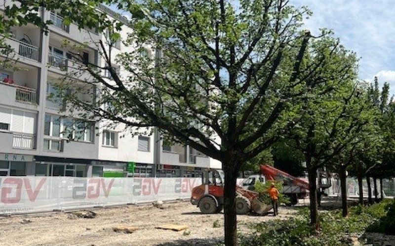 Obrezovanje vej maklenov pred presaditvijo, junij 2025.jpg