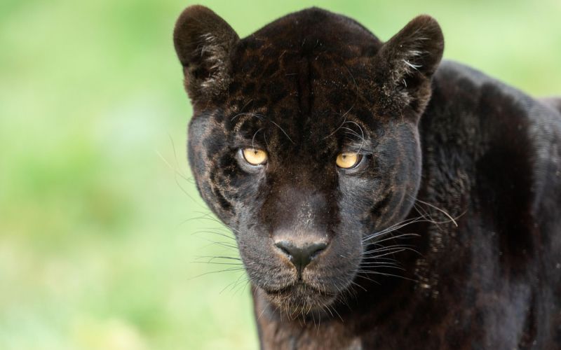 črni jaguar.jpg