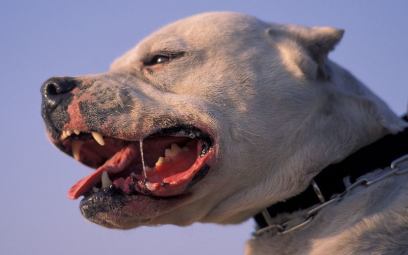 argentinska doga