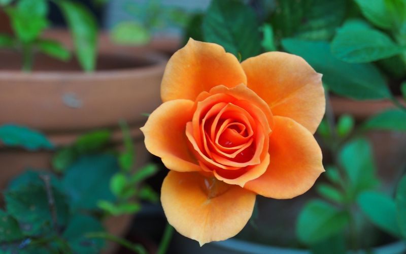 flower-115646_1280.jpg