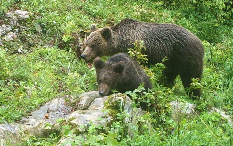 mv-medved majšperk 3.jpg