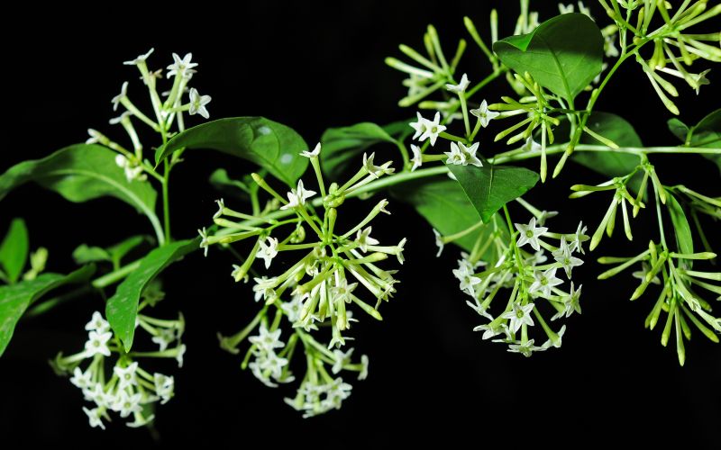 Cestrum nocturnum