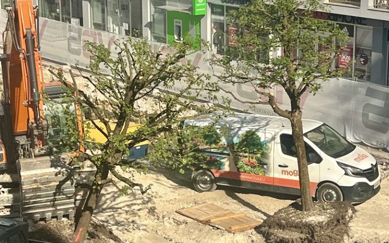 Presajanje maklenov s Cankarjeve, junij 2025 (2).jpg